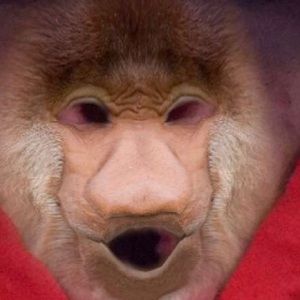 Meet your Posher, Dan